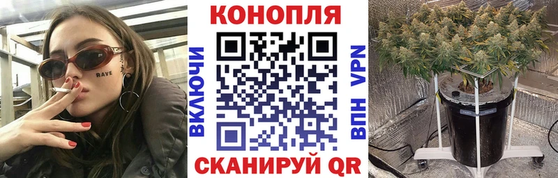 Канабис OG Kush Нижний Новгород